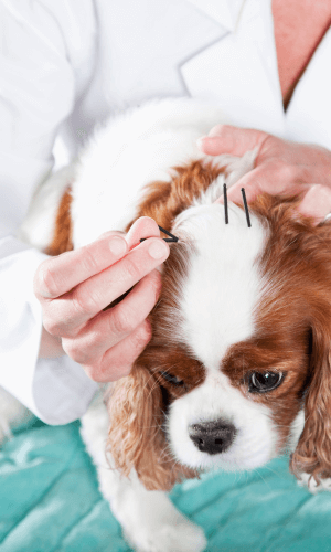 Dog Acupuncture