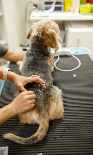 Dog Acupuncture