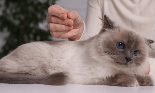 Cat acupuncture at Duxbury Animal Hospital