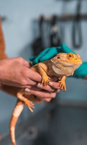 Exotic Veterinary Care at Duxbury Animal Hospital