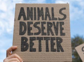 9 Things You Can Do to Help Animals During National Justice for Animals Week