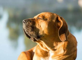 Can Dogs Get Sunburnt? Dog Sunburn Signs, Symptoms, and When to See Your Veterinarian