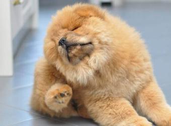 Pet Parasite Awareness: Preventing Common Springtime Infestations