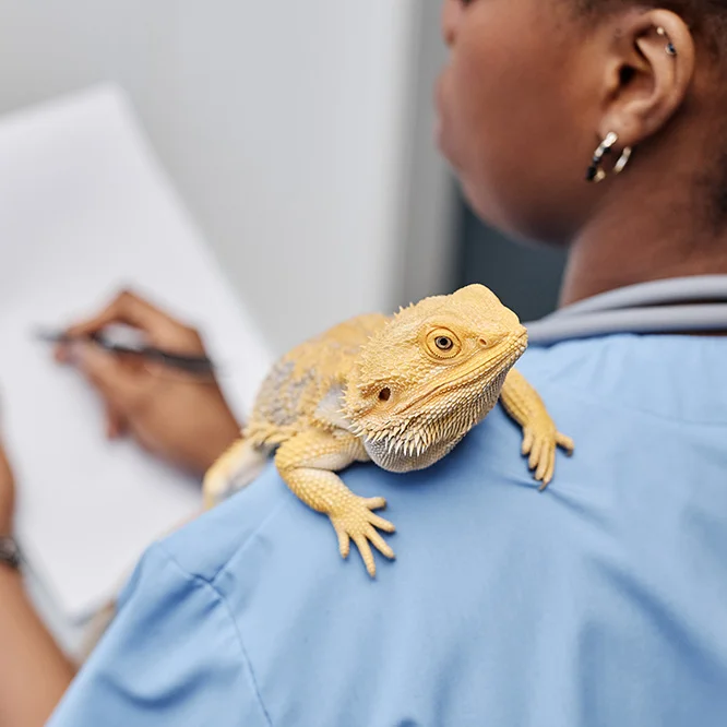 bearded dragon on vet shoulder