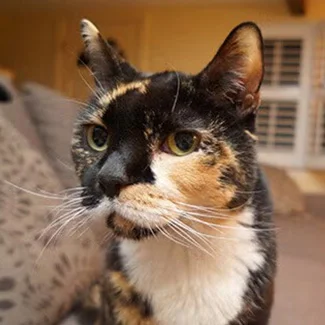 calico cat close up