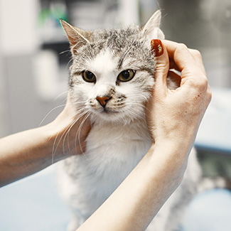 vet examining cat for allergies