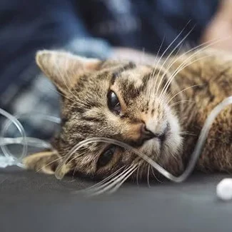 cat laying on vet exam table for emergency care