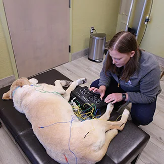 vet at Duxbury Animal Hospital treating a dog with acupuncture