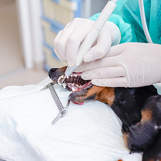vet performing dental cleaning on dog