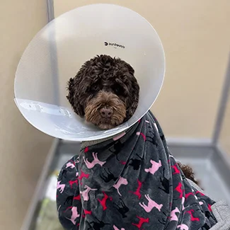 brown dog in cone with a blanket over them