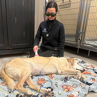 vet treating dog for pain at Duxbury Animal Hospital