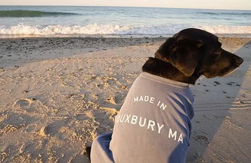 black lab sitting at beach wearing a shirt that says "Made in Duxbury MA"