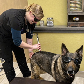 vet treating dog with laser therapy at Duxbury Animal Hospital