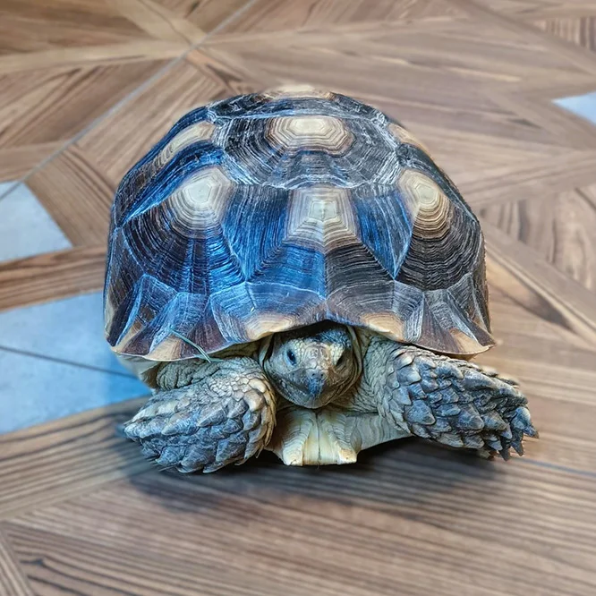 pet turtle visiting Duxbury Animal Hospital
