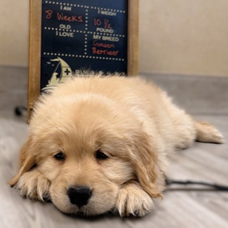 puppy laying on floor at Duxbury Animal Hospital