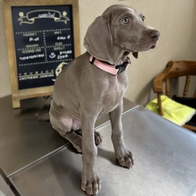 cute gray dog sitting on exam table for a puppy exam at Duxbury Animal Hospital