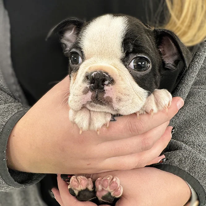 vet holding small boston terrier puppy