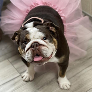 bulldog wearing a pink tutu