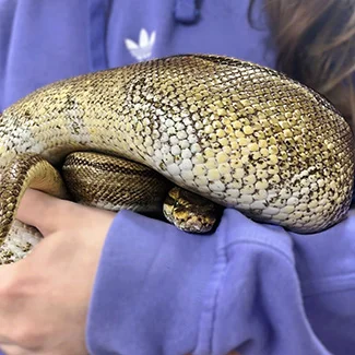 vet holding snake