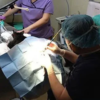 vet at Duxbury Animal Hospital performing surgery