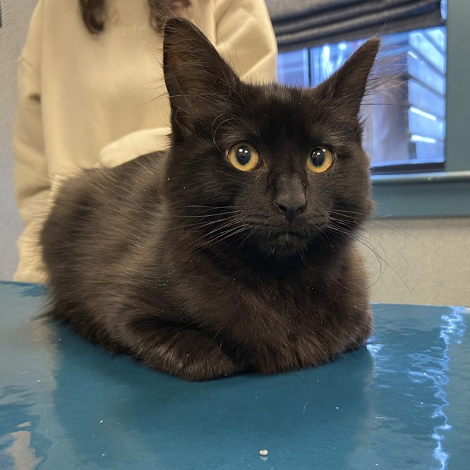 black cat golden eyes