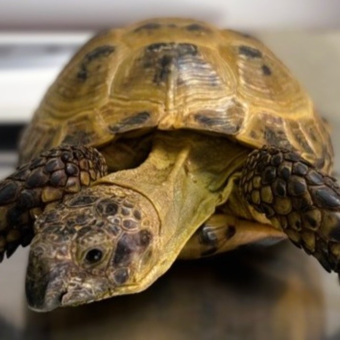 closeup of a tortoise