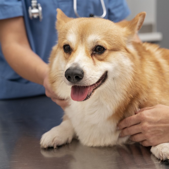 corgi getting examined by vet