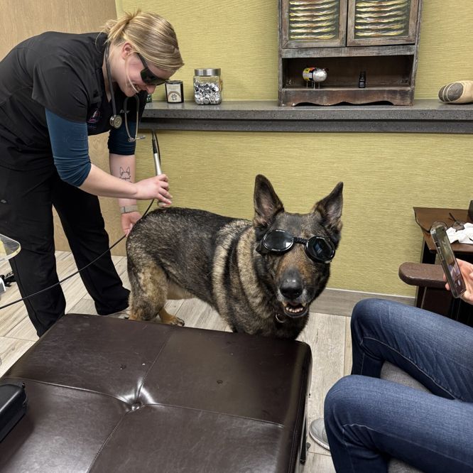dog getting laser therapy