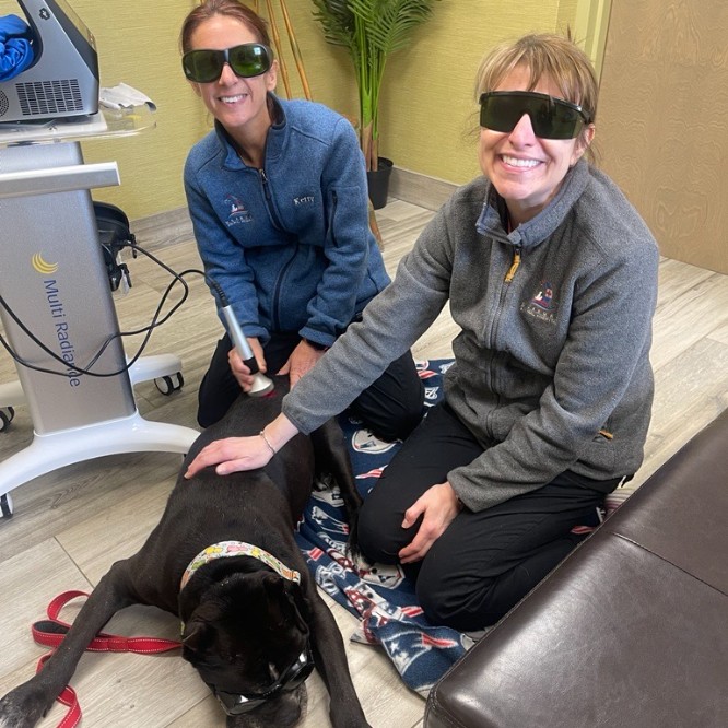 dog receiving laser therapy