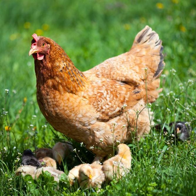 hen with chicks green grass