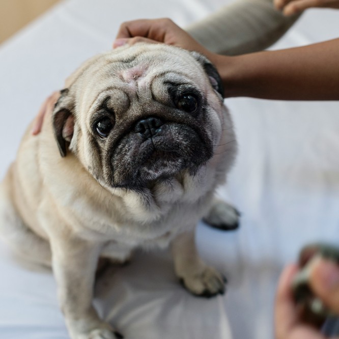 pug getting head scratched