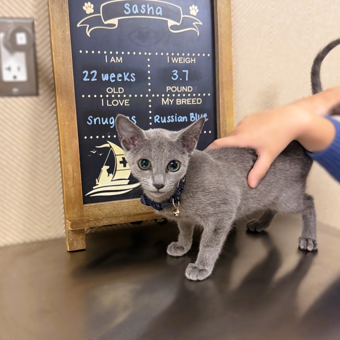 russian blue kitten sasha