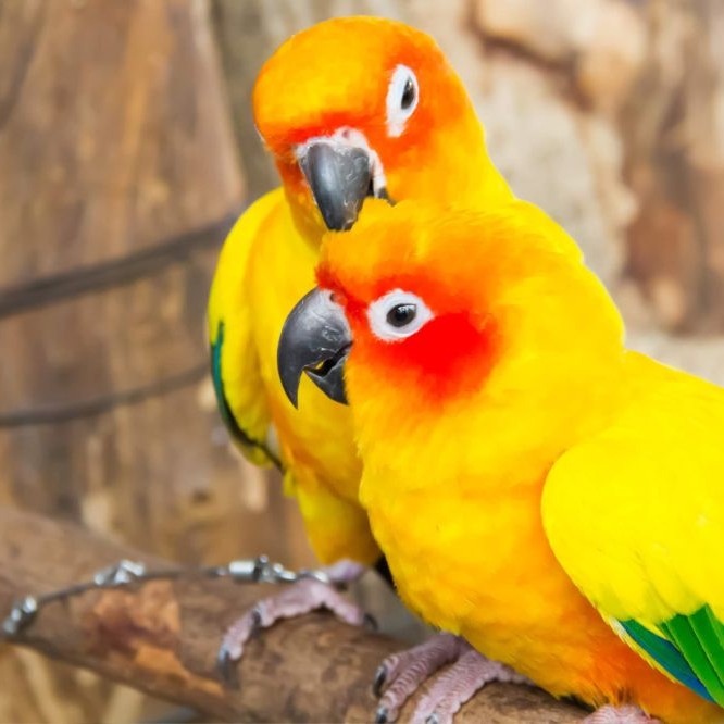 two colorful parrots bright yellow
