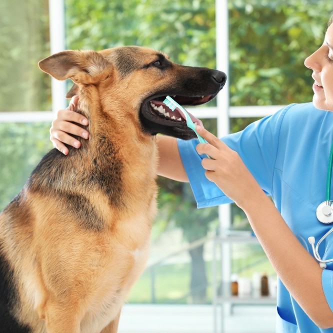 vet brushing dogs teeth