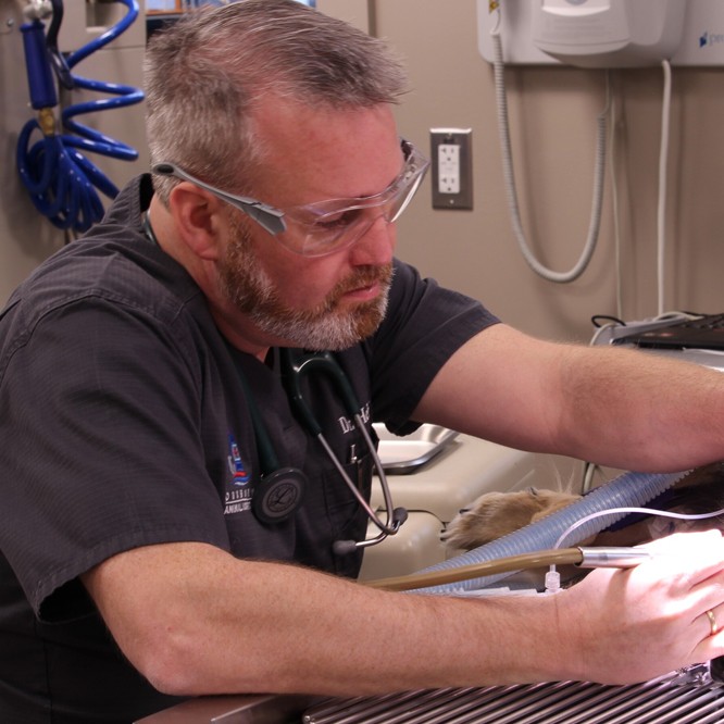 veterinarian working on patient