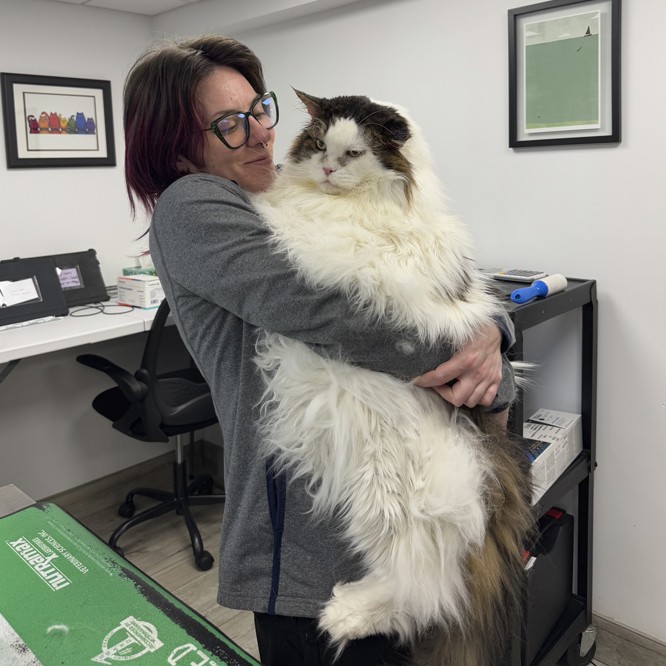woman holding large cat
