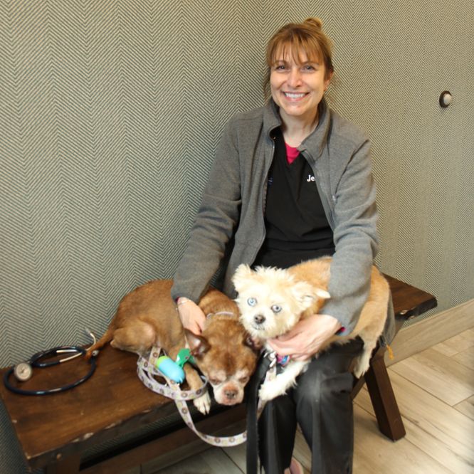 woman two dogs stethoscope