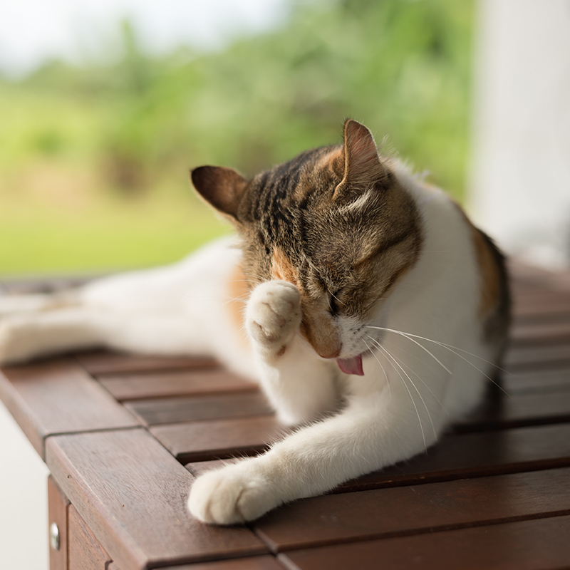 cat laying outside on a table itching its own face softly with its paw