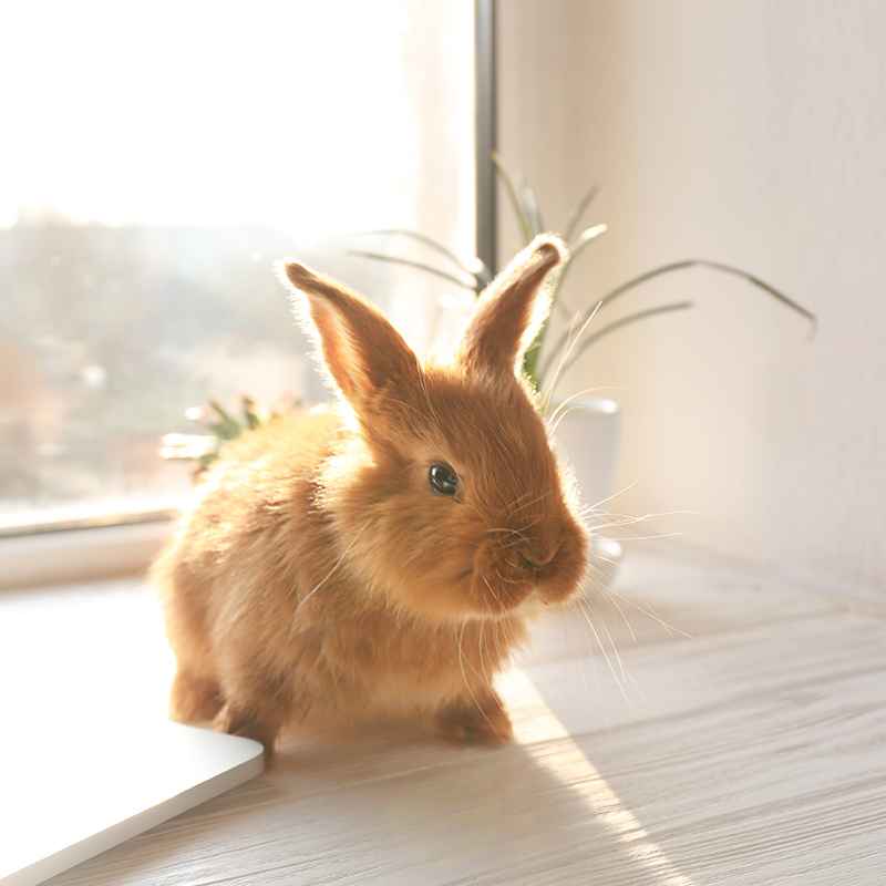 cute bunny sitting on a desk near a laptop