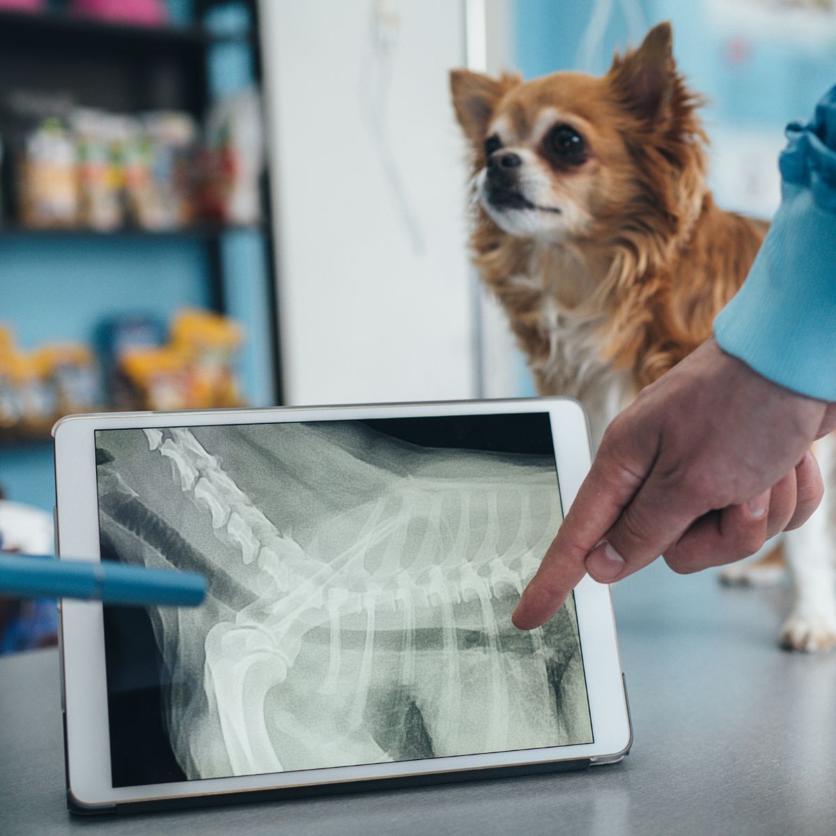 vet reviewing x-ray with a dog