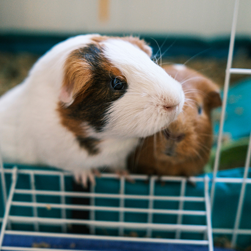 two guinea pigs sitting in their cage at home