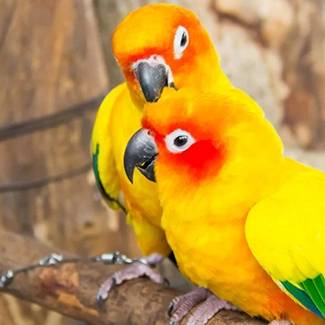two colorful parrots bright yellow